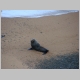 1. een zeehond in Oamara.JPG